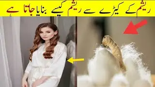 How silk is made from silkworms | یشم کے کیڑوں سے ریشم کیسے بنایا جاتا ہے۔ | Sharp Tv