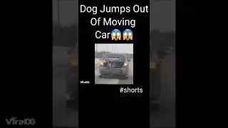 Dog jumps out of a moving car 🚗 😳 😐