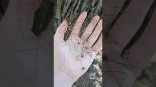 Spotting a Group of Harvestmen or Daddy Long Legs!
