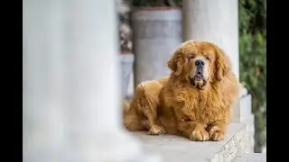 TIBETI MASTIFF & MEGBÍZHATÓ TENYÉSZTŐK: GÁLOS MARIANN, ORTIPO BLACK KENNEL, PORTUGÁL VIZIKUTYA