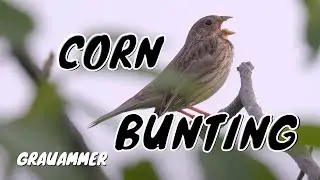 Corn Bunting Call #birds #birdsounds