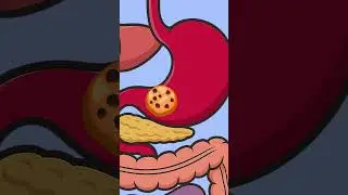 Where Does the Cookie Go? 🍪 | Fun Body Learning for Kids