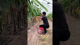 Why Do Farmers 