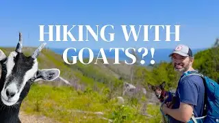 Hiking with GOATS?! | #Hiking in #Washington