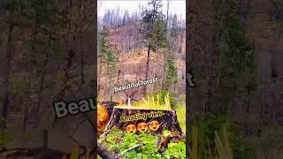 #2026 #fall #treefelling #tree #woodstatue #treeparts #treeparts #treeclimber #wood #shortsfeed
