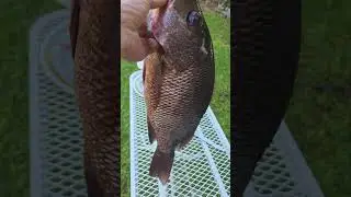 новая станция для разделки мяса