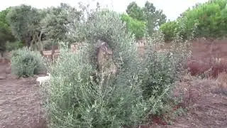 Olijfbomen