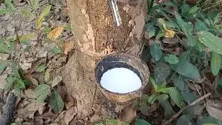 พาพีพีน้องมาเบิ่งบันยากาดยู่สวนยาง