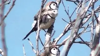 Australian Finch - Double-barred Finch