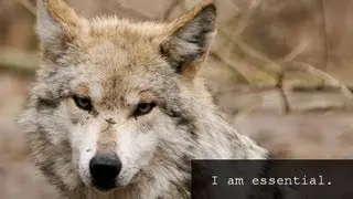 Mexican Gray Wolves: They're Essential