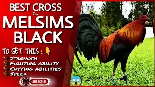 Some of the great combination of this kind of chicken.