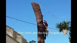 Precision Removal of Pine Tree Growing Over House