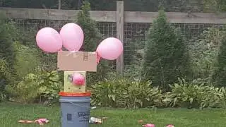 BB gun shooting in backyard