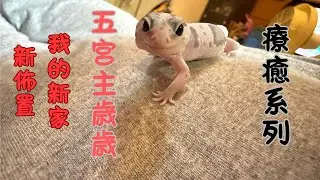 【療癒系列】！守宮新家佈置【五宮主歳歳】 #家有宮主們 #守宮餵食秀 #守宮陪伴 #療癒日常 #Cute Pet  #Cute Gecko 每天都在被牠融化！我家守宮到底有多可愛？
