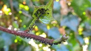 Aphididae