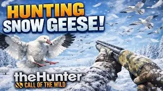 Snow geese hunting ❄️
