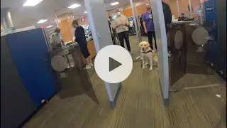 Airport Security Check With Guide Dog Niesen