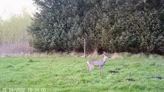 Bolyguard BG310 | Trailcamera footage