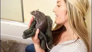 Bathing ALL my pets!🐴🐕🐀🐭