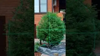 Технология формирования шара из тиса #topiary #bonsai #шар
