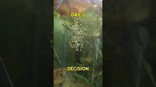 My Angel Fish laid Eggs! 🐠
