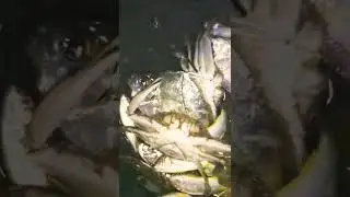 Fishing fish, Catch And Sell, Fishing Net Adventure #catchingfish #shorts