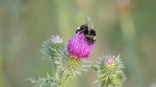 Bee on thistle