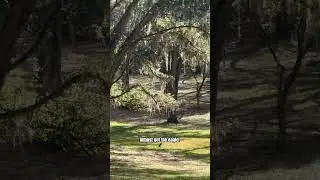 Too high🥲#viral #golf #frisbeegolf #discgolf #discgolfnation #foryou #shorts #flight #subscribe