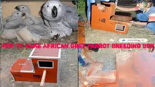 How To Make African Grey Parrot Breeding Box || How To Make Breeding Box || Rahaman Aquarium &Birds