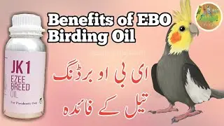 Jk1 Ezee Breed Oil Benefits Of All birds | Love Birds Breeding Formula | #bird