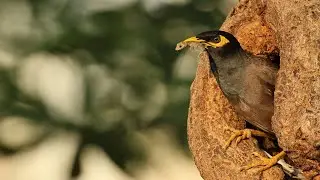 Urban Birds - Common Myna with a Kill, Yellow Footed Green Pegion etc