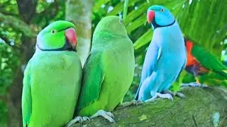 Talking Parrot 🦜 Funny Parrot CompilationCute Parrot video 