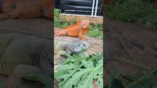 #feedingtime #feeding #iguana #iguanapets