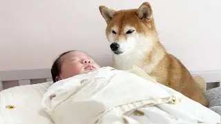 하루종일 아기 돌보기에 집착하는 강아지..!!