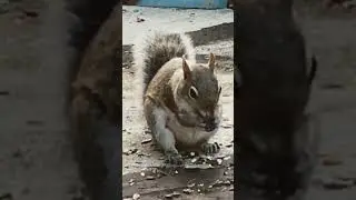 Squirrel Mama Watching Out For Danger While Eating 👀