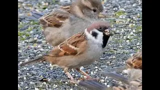 Gealbhan crainn Passer Montanus 2025 1212