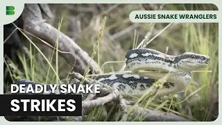 Pitone tappeto trovato nascosto in giardino | Aussie Snake Wranglers