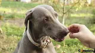 Complete Pet Fact 94