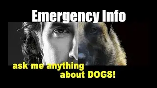 Keep Your Pets Safe for Evacuation - ask me anything - Pet Safety