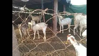 Unchiyarda Goat farm