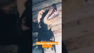 German Jagdterrier