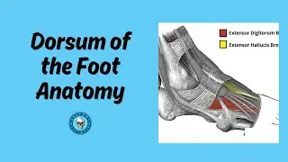 Dorsum of the Foot Anatomy
