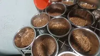 Nag pakain Ako nang mag Aso 