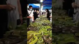 Unbelievable! A Whole Market Full of Green Snakes 🐍🔥@mfajar88