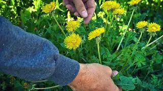 Can Budgies Eat Dandelion Leaves?