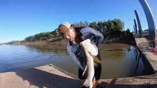 Threadfin King Salmon 1 meter 10 cm Fitzroy River