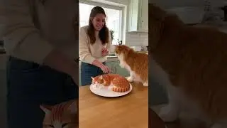 This Cat Thought the Cake Was Real&hellip; You Won&rsquo;t Believe the Reaction