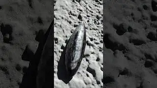 Orthoceras: The Ancient Crystal for New Beginnings & Transformation ✨ | Crystal Healing