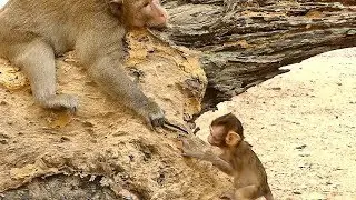 So Pity Baby Baron Screaming | Father MARK Ignore Baby | Newborn Babies Monkey