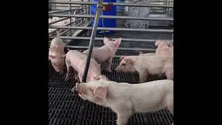 333 - Hanging drinkers for piglets